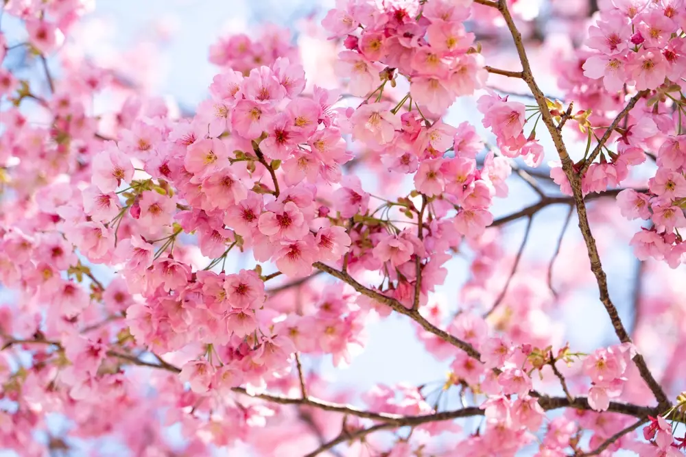 сезон сакуры