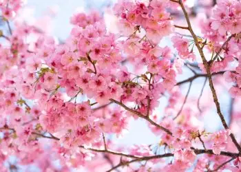 сезон сакуры