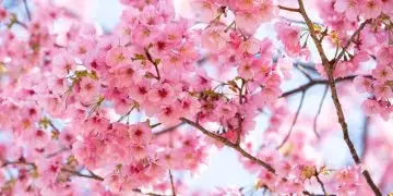 сезон сакуры