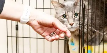 Видео до слёз