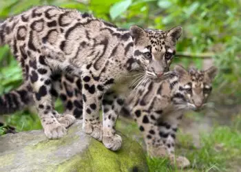 Зоопарк Сакраменто приглашает на встречу с леопардами и праздник для детей