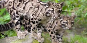 Зоопарк Сакраменто приглашает на встречу с леопардами и праздник для детей