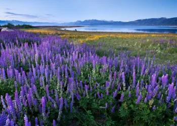 Дикие цветы Калифорнии