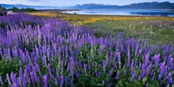 Дикие цветы Калифорнии