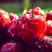 Май со вкусом ягод: сочные весенние ноты в косметике и парфюмерии