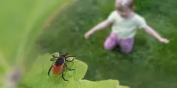 Глэмпинг в Калифорнии: 7 мест, где можно с комфортом отдохнуть на природе