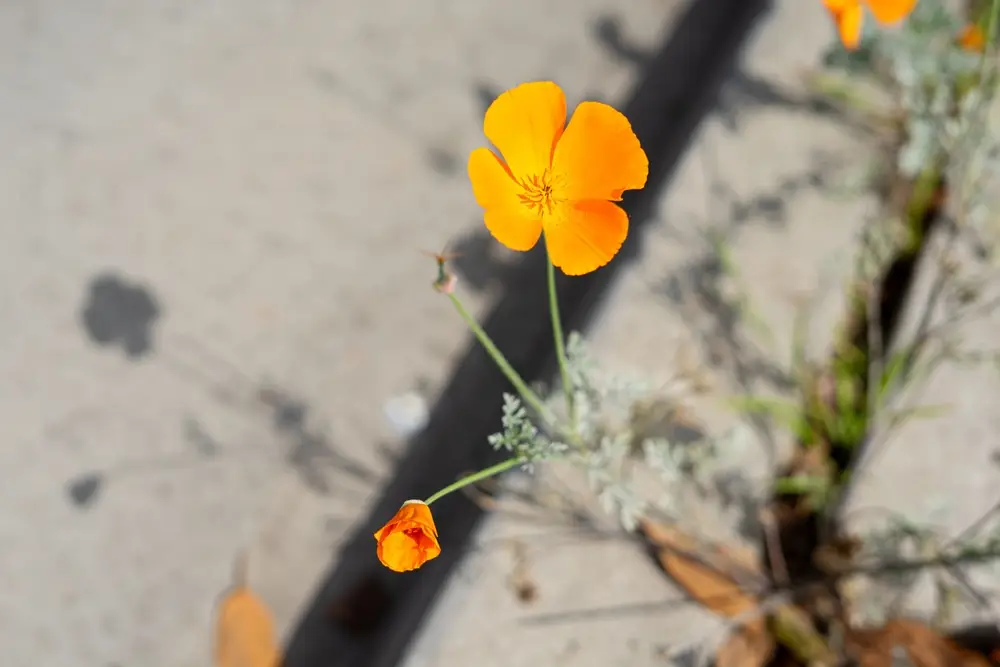 Маки на тротуаре