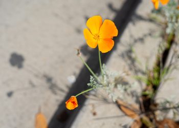 Маки на тротуаре