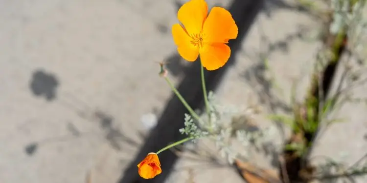Маки на тротуаре