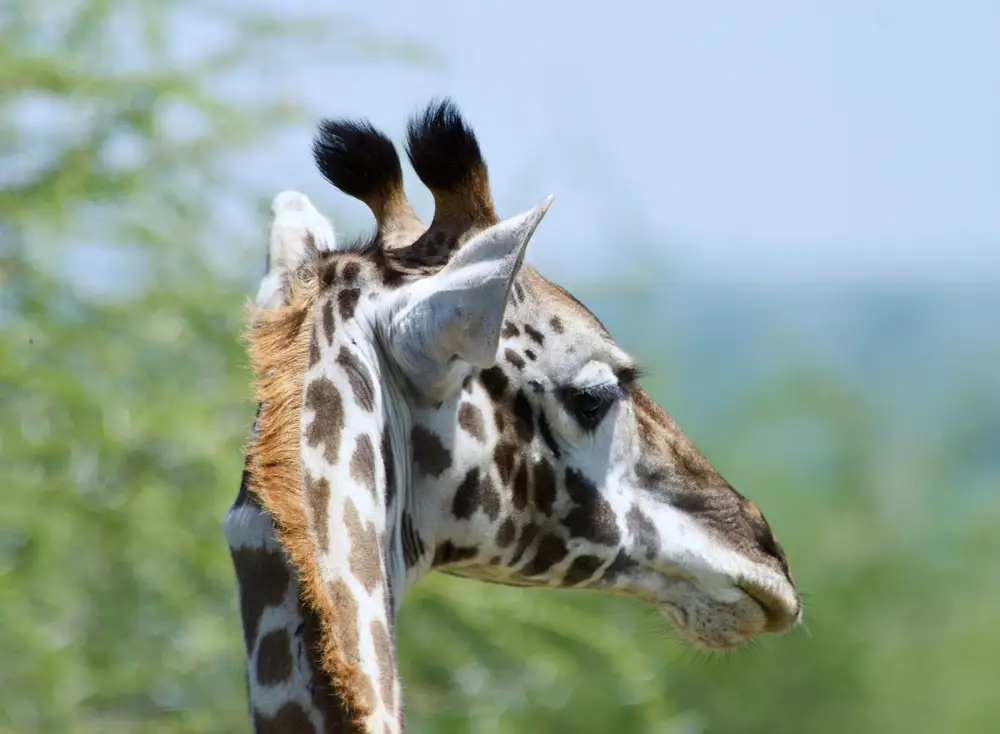 В зоопарке Сакраменто появился новый жираф масаи