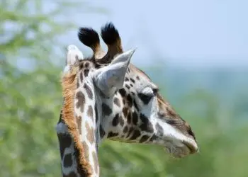 В зоопарке Сакраменто появился новый жираф масаи