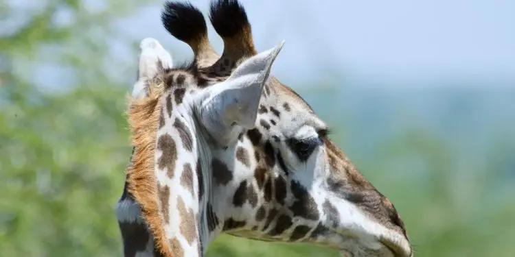 В зоопарке Сакраменто появился новый жираф масаи