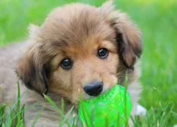 топ популярных кличек в Калифорнии и США