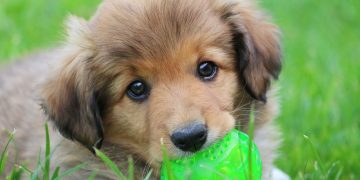 топ популярных кличек в Калифорнии и США