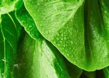 10 самых полезных видов салатной зелени, продающихся в Калифорнии