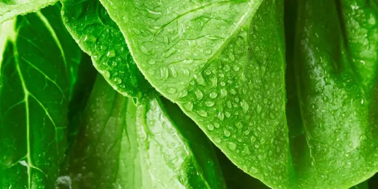 10 самых полезных видов салатной зелени, продающихся в Калифорнии