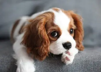 20 пород собак