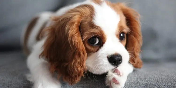 20 пород собак