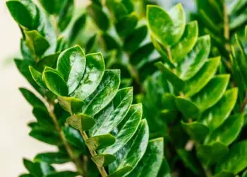 9 комнатных растений