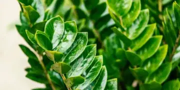 9 комнатных растений