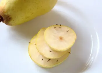 Плодовые мушки (fruit flies)