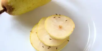 Плодовые мушки (fruit flies)
