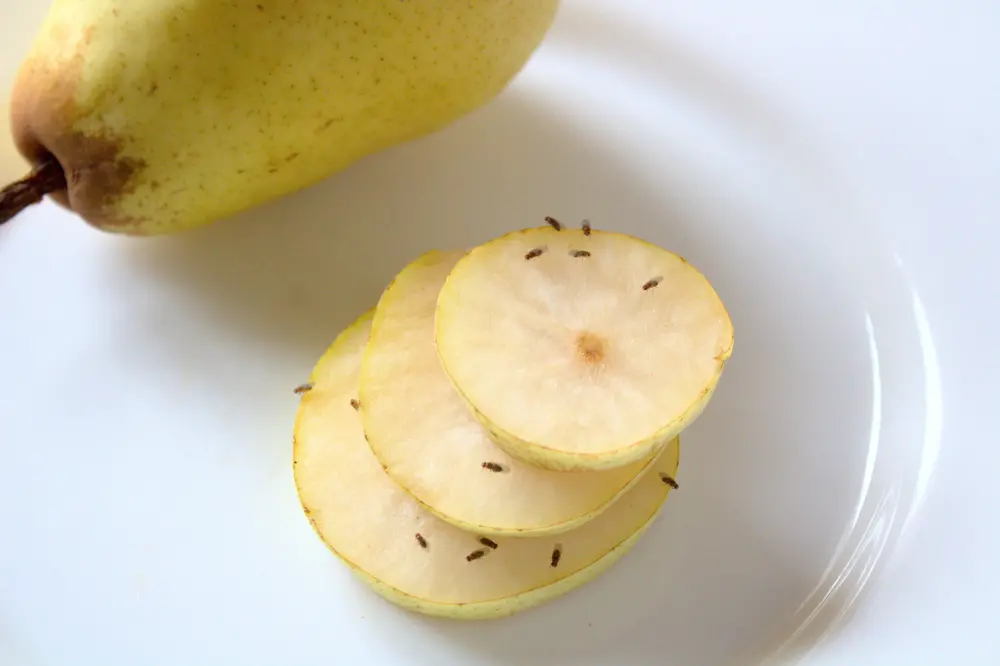 Плодовые мушки (fruit flies)