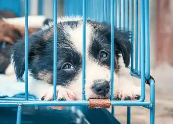 в Сакраменто можно бесплатно взять собаку из приюта