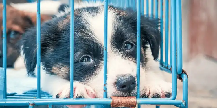 в Сакраменто можно бесплатно взять собаку из приюта