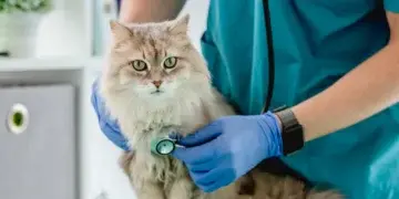 Как понять, что ваша кошка заболела