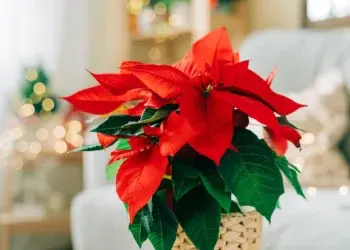 10 красивых рождественских растений