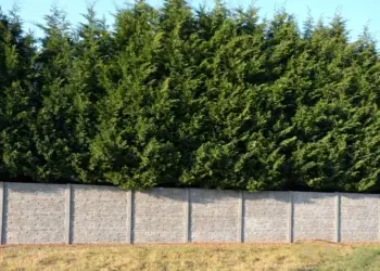 5 вечнозелёных деревьев, которые лучше не сажать во дворе