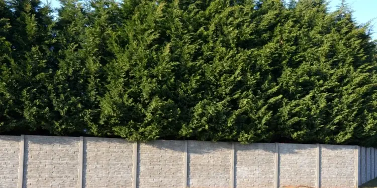 5 вечнозелёных деревьев, которые лучше не сажать во дворе