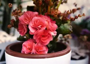 Когда заносить уличные растения в дом