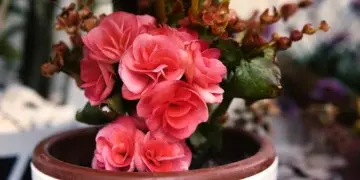 Когда заносить уличные растения в дом