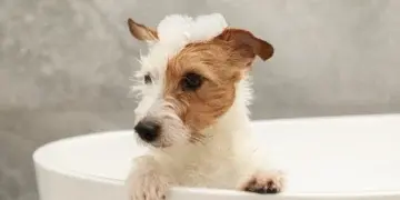 19 бьюти-продуктов, которые опасны для вашего питомца