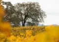 День благодарения в Калифорнии