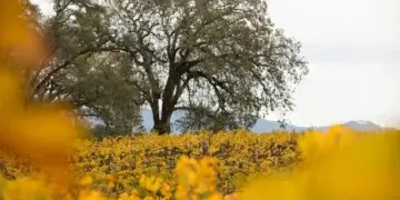 День благодарения в Калифорнии