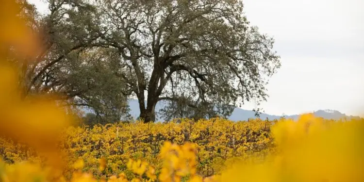 День благодарения в Калифорнии