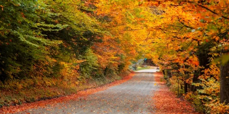 Золотая осень в Северной Калифорнии