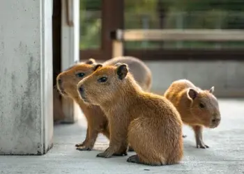 В зоопарке Сакраменто родились пятеро детенышей капибары