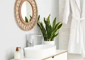 домашние растения