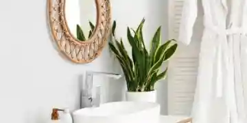 домашние растения