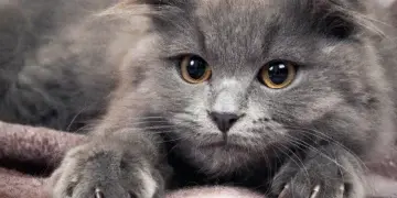 Калифорния запретила удаление когтей у кошек