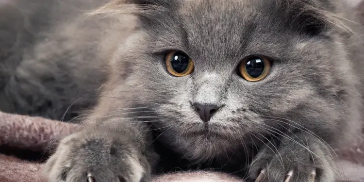 Калифорния запретила удаление когтей у кошек