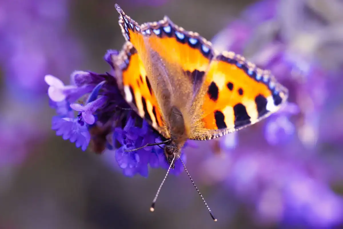 Фото: Shutterstock